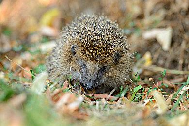 《火影忍者:终极风暴 羁绊》新增医疗忍者夕日红